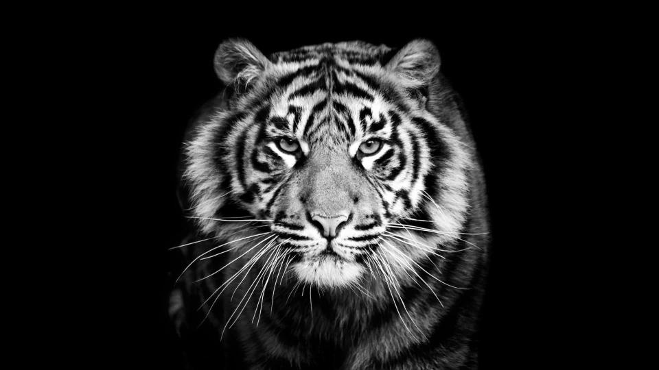 Download tiger black black and