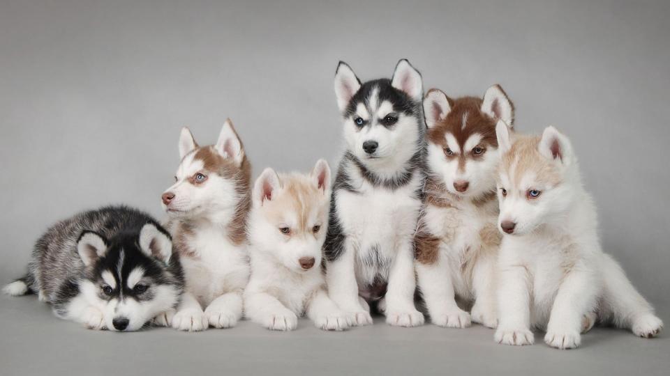 Download Siberian husky puppy litter