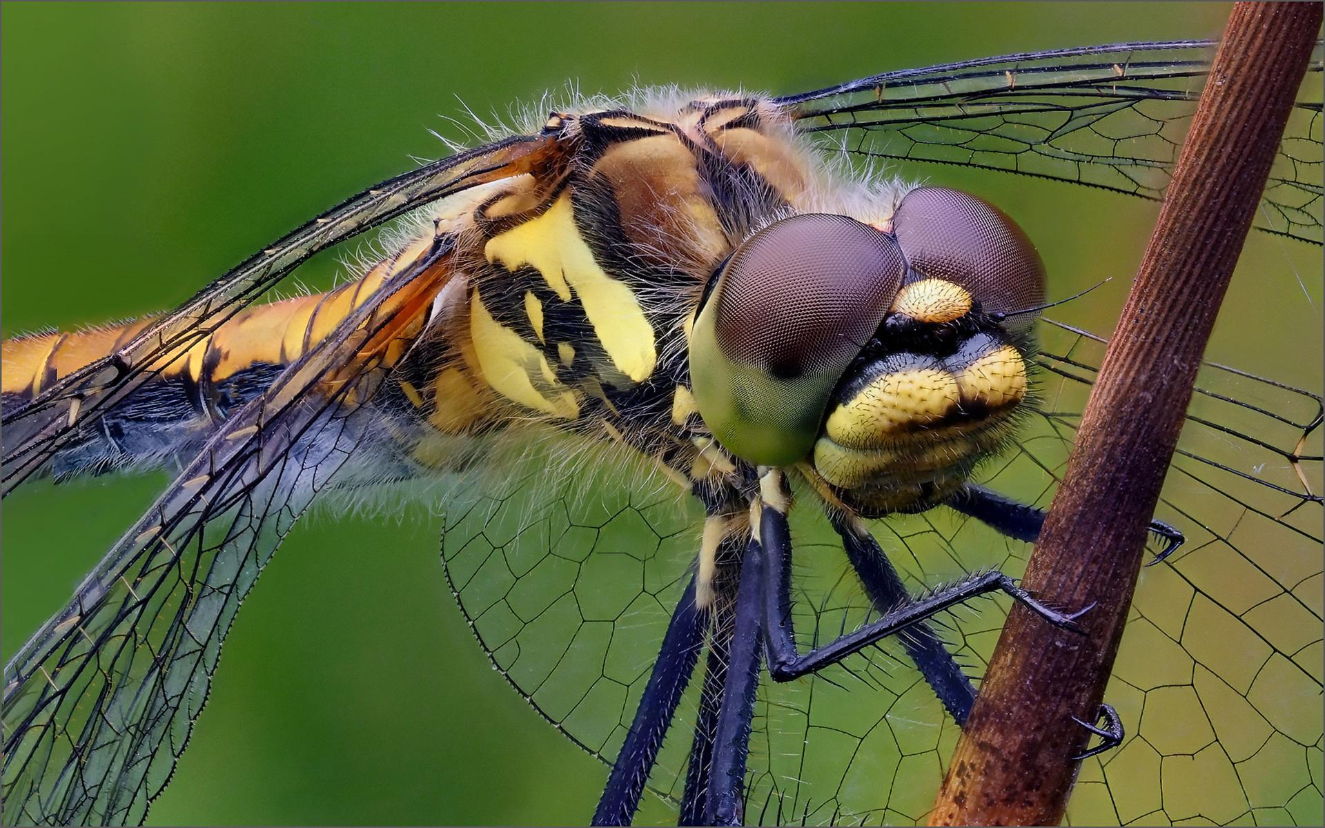 Download Simpetrum Dane Black Dent