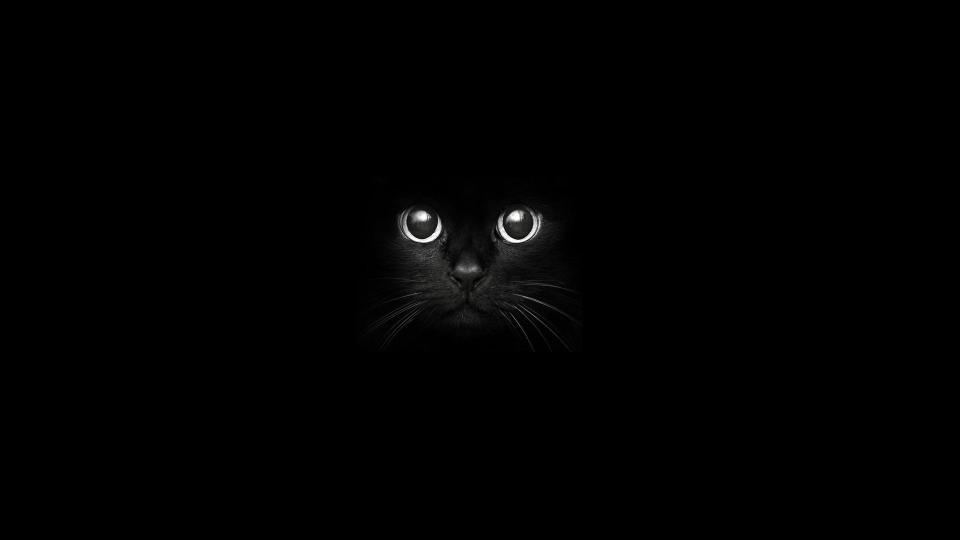 Download cat illustration eyes black