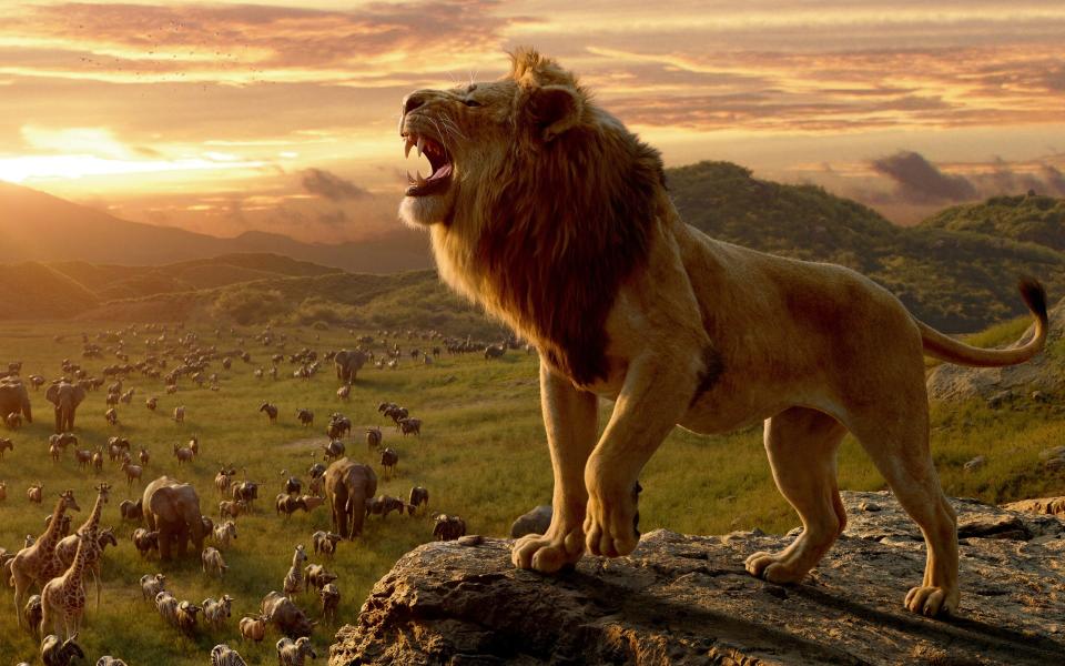 Download nature animals lion big