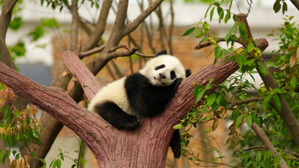 Download panda animal cute bear