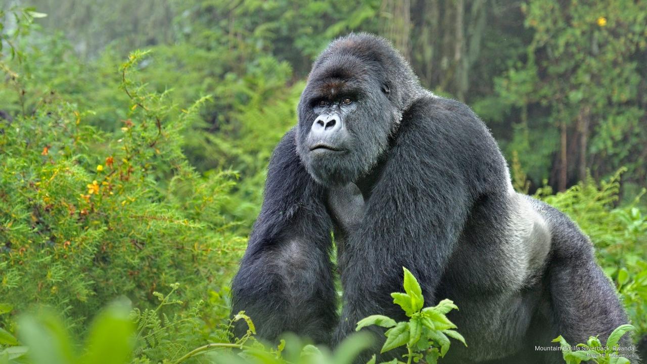 Download Mountain Gorilla Silverback Rwanda