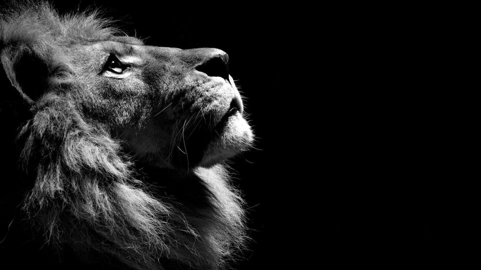 Download lion black dark monochrome