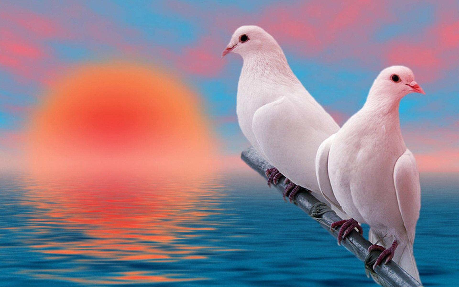 Download Birds Beautiful White Pigeons