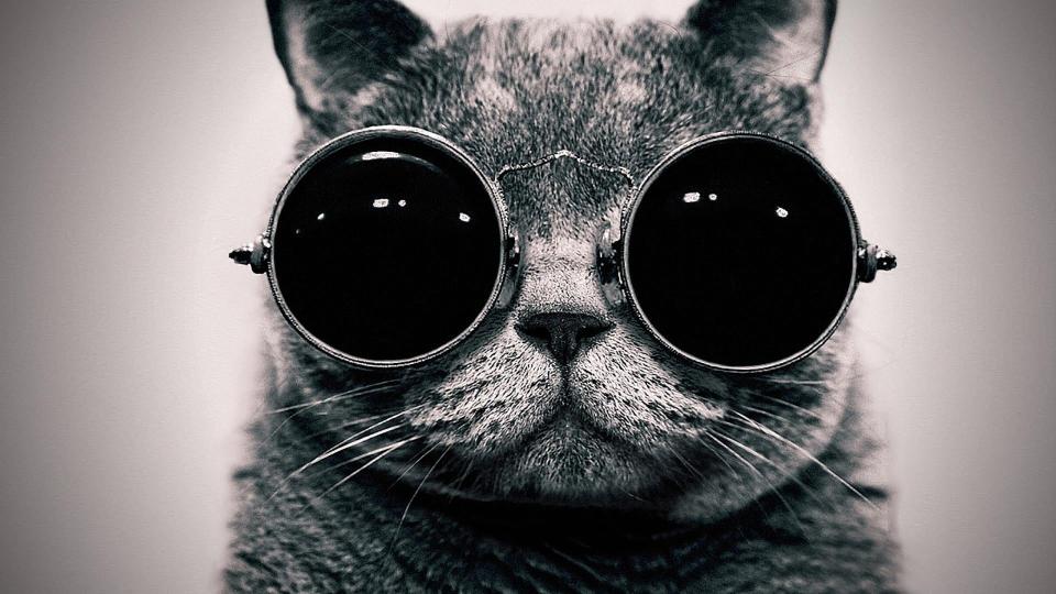 Download gray cat wearing sunglasses