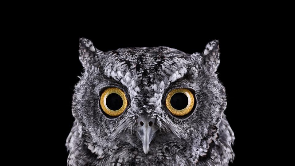 Download grey owl selective focus