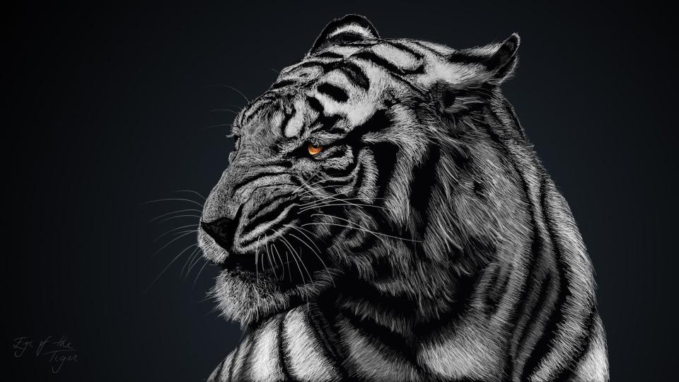 Download gray and black tiger