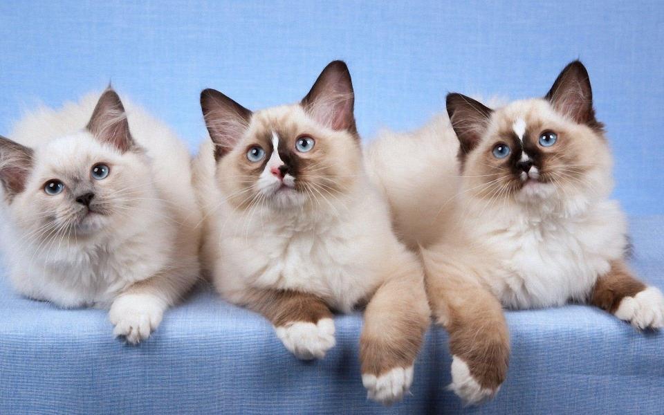 Download Three Ragdoll Cats kitten