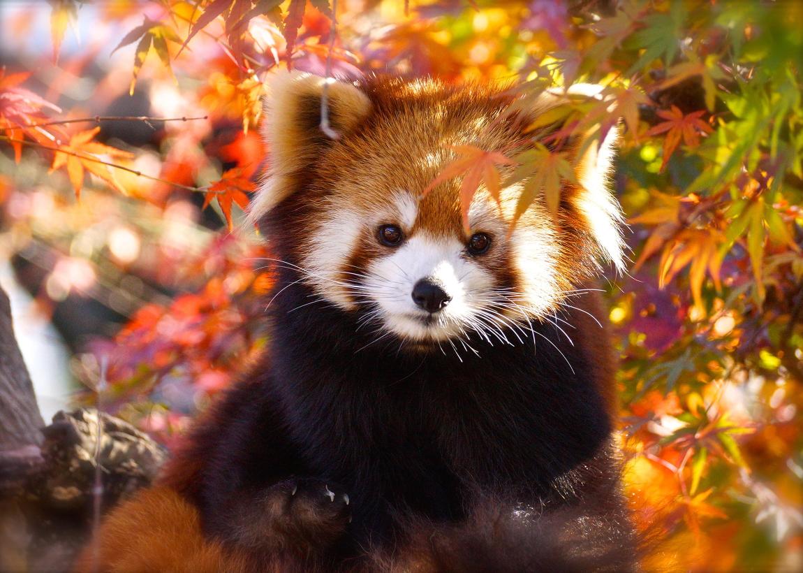 Download Animal Red Panda Fall