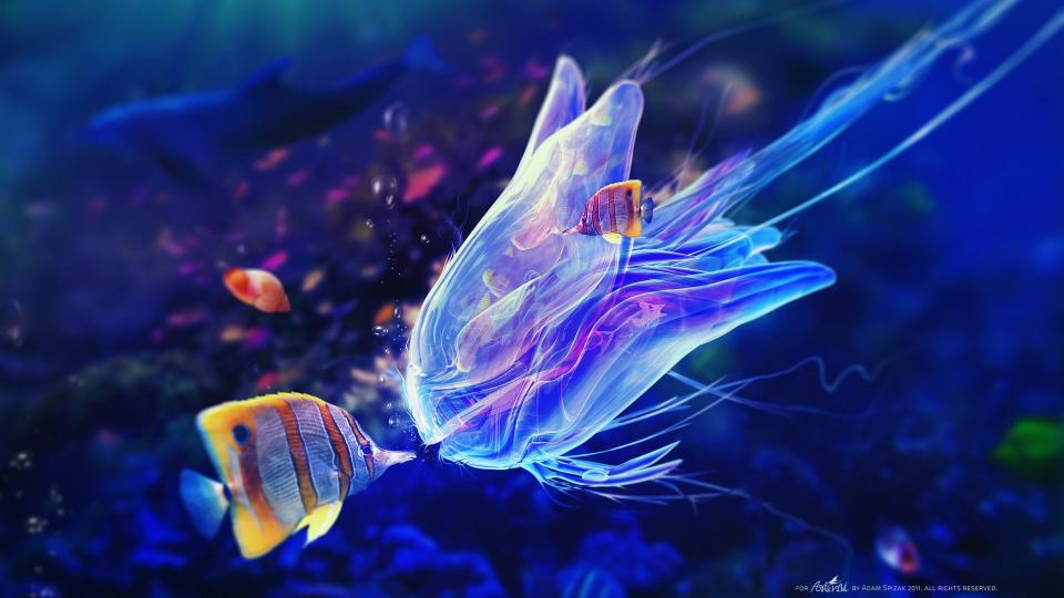 Download jellyfish animals invertebrate light