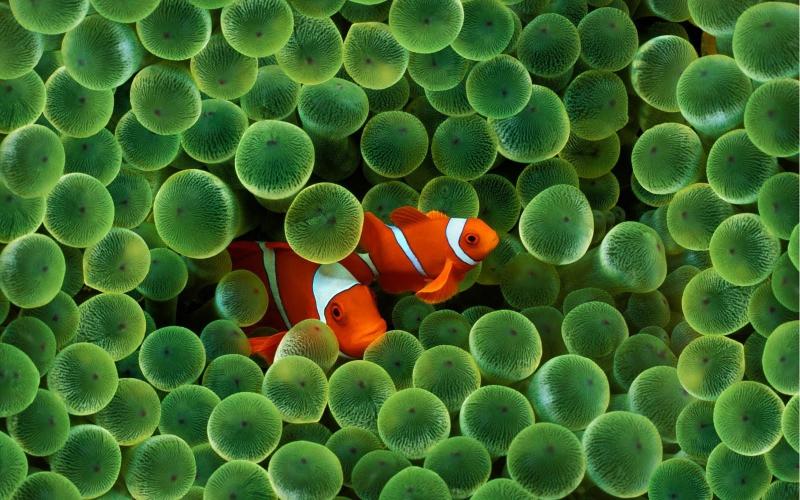 Download animals Apple Inc. Clownfish