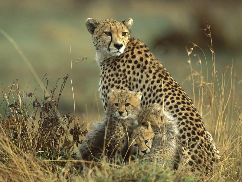 Download Baby Cheetahs adult cheetah