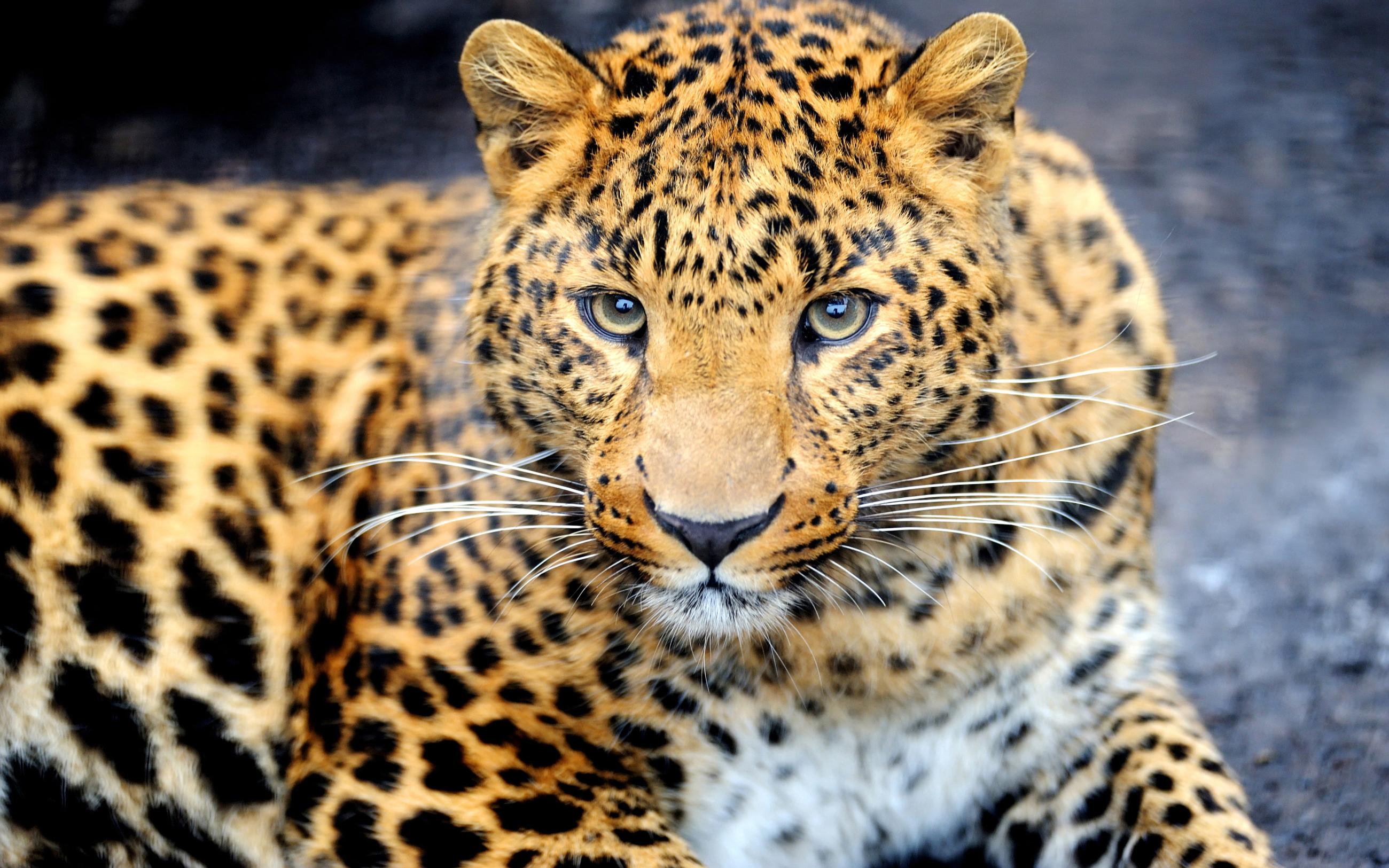 Download Animal Leopard Desktop Wallpaper