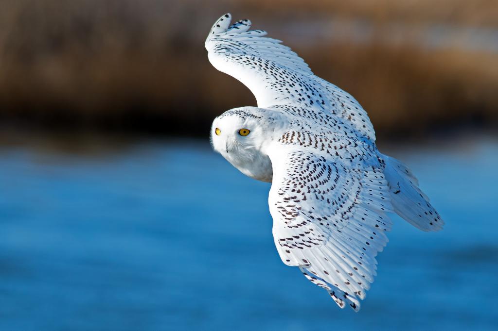 Download white and gray owl