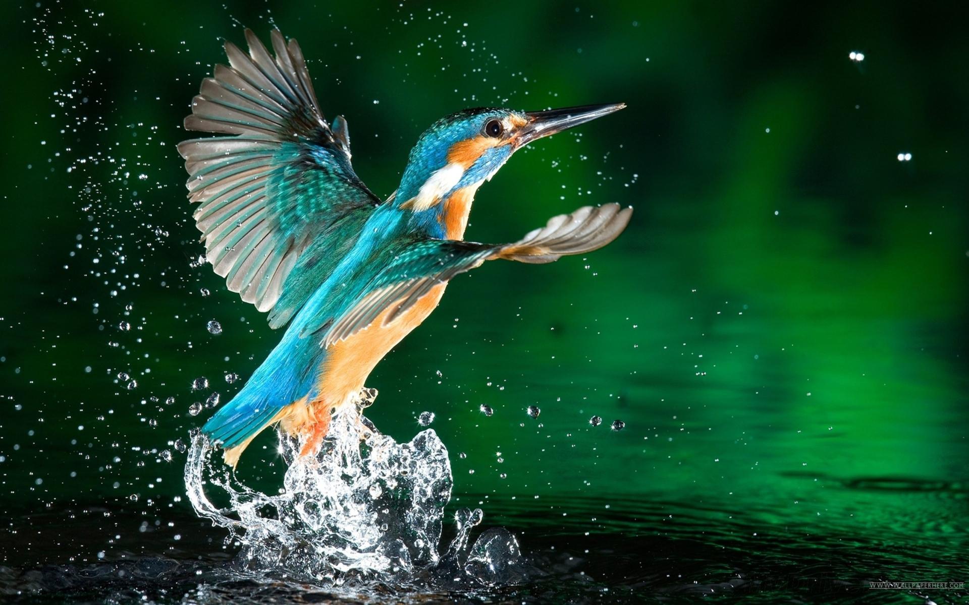 Download Kingfisher Bird Fisherman Hd