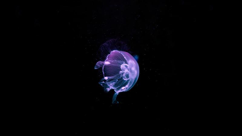 Download purple jellyfish water underwater