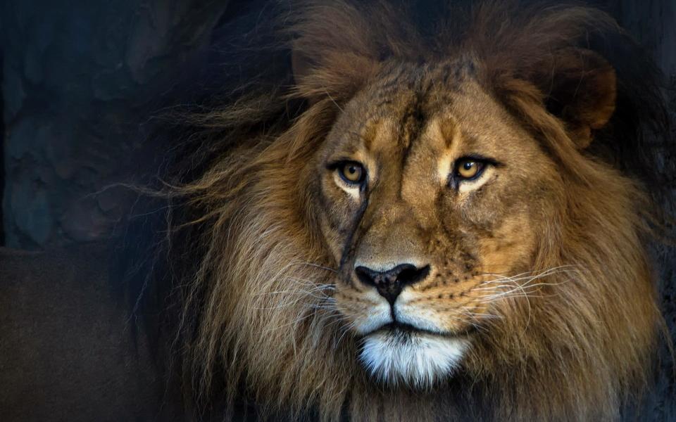 Download adult lion animals mammal