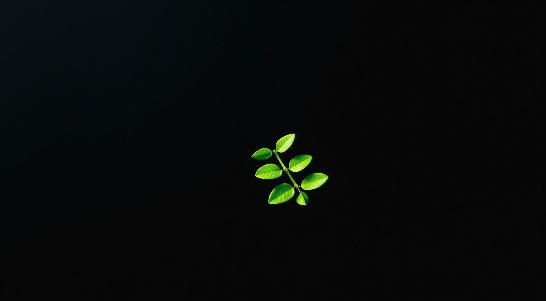 Download A Plant On A Black Background