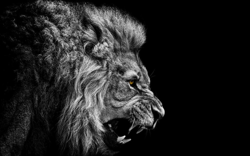 Download lion  black white