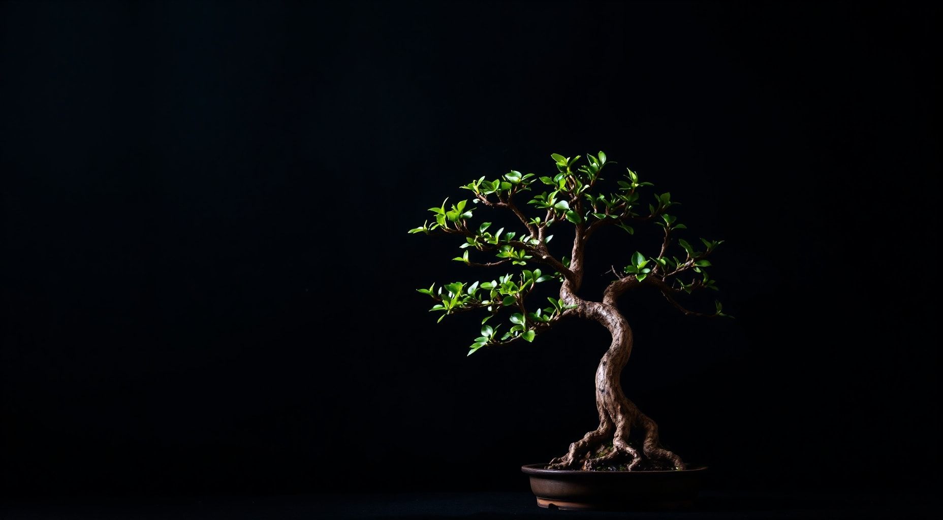 Download Bonsai On A Black Background