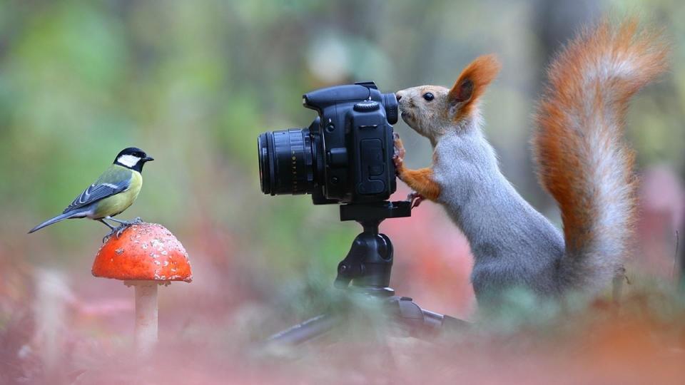 Download funny squirrel bird photo