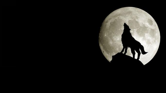 Download silhouette of wolf moon