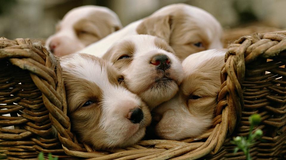 Download five short-coated white-and-brown puppies