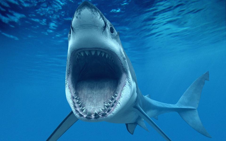 Download great white shark sea