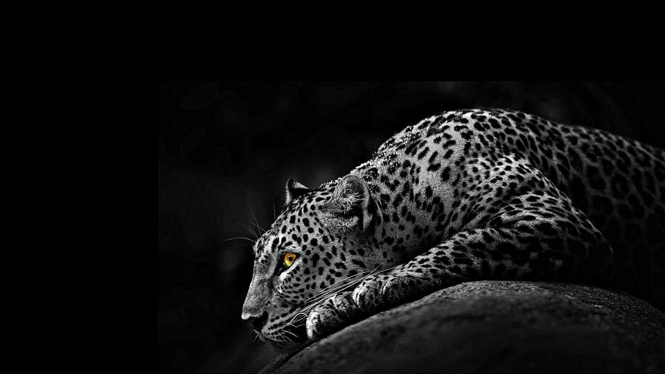 Download jaguar monochrome black and