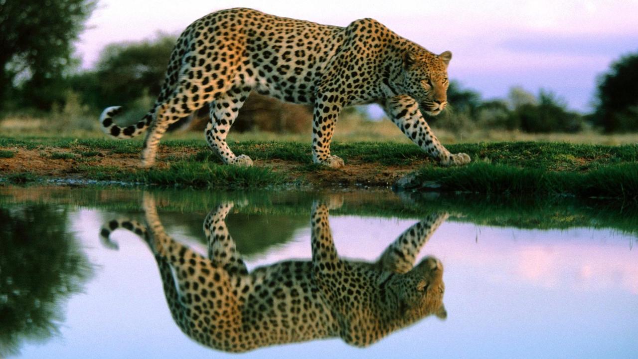 Download Cheetah Reflection In Water