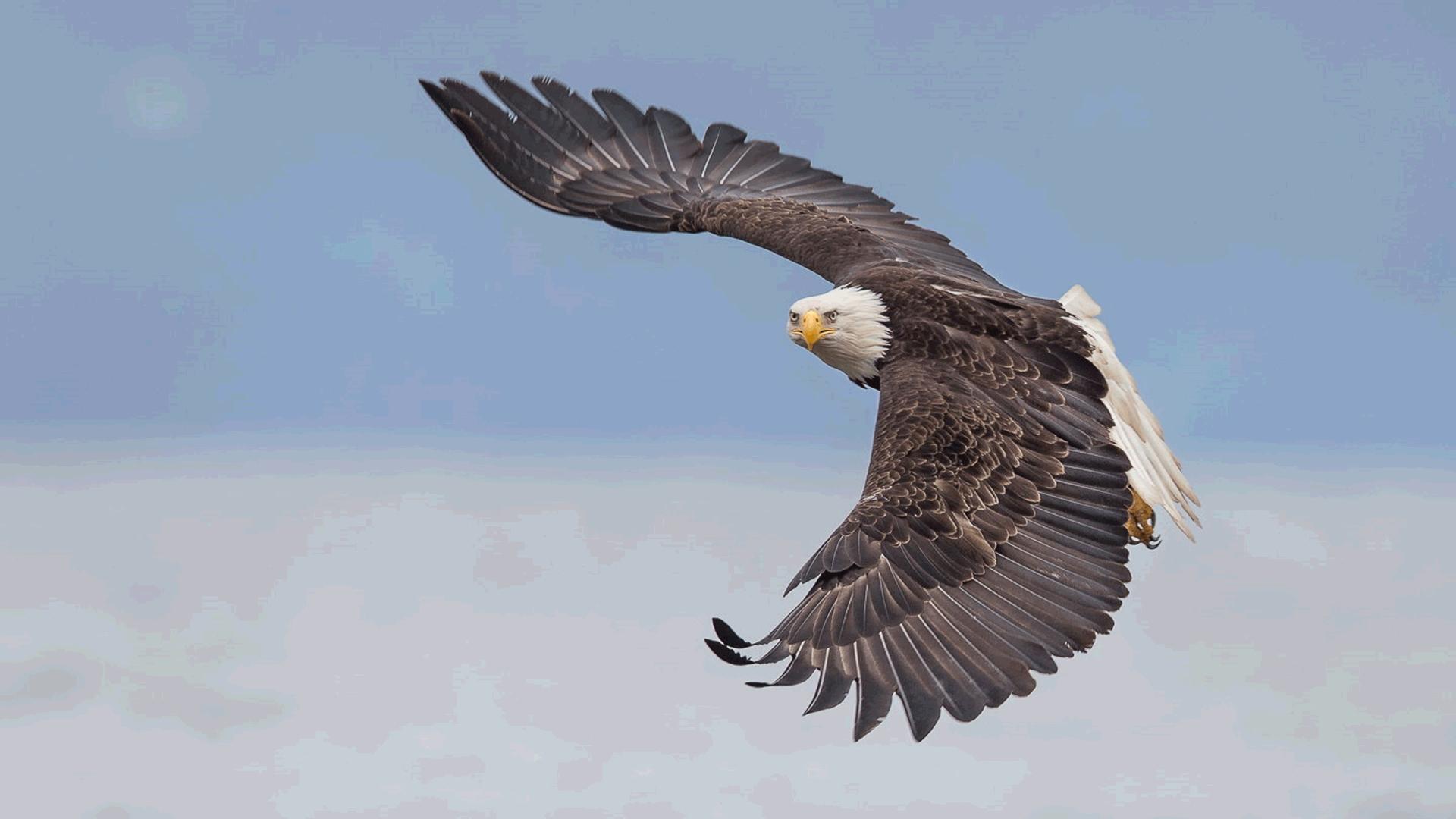 Download Bald Eagle In Flight