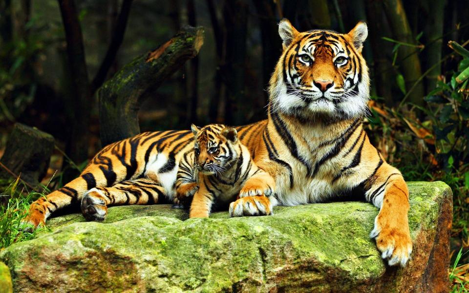 Download brown tiger animals baby