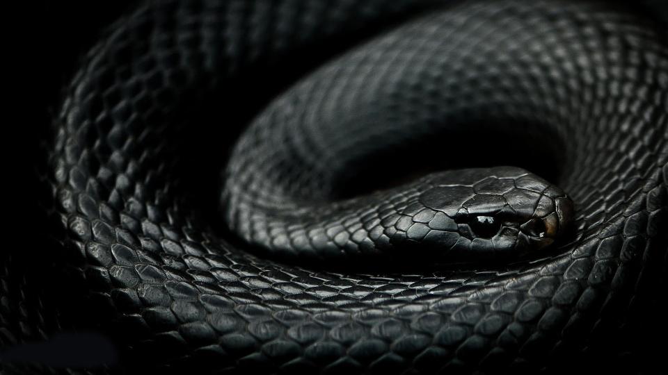 Download reptiles snake mamba animals