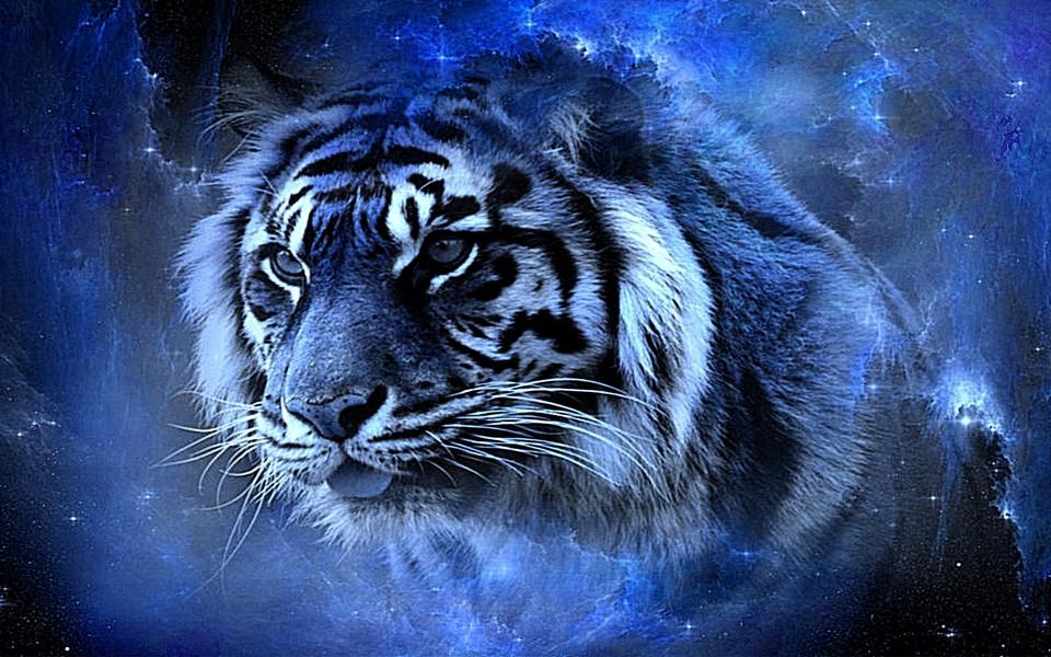 Download tiger beauty awesome blue