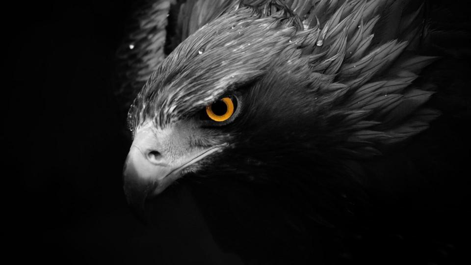 Download grayscale eagle  birds