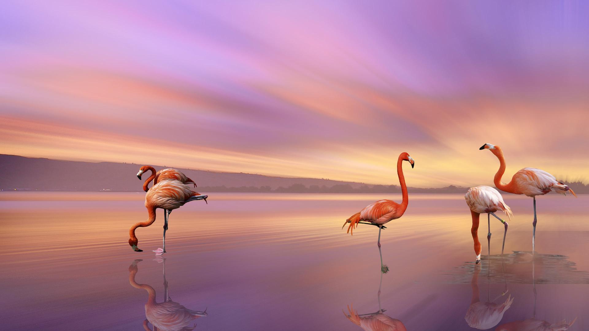 Download Bird Greater Flamingo The