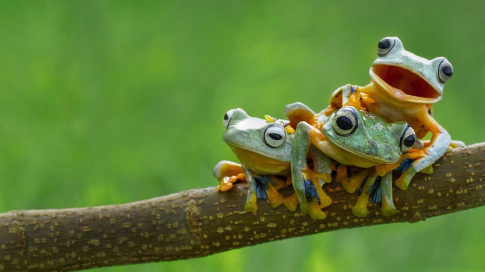 Download three green-and-yellow tree frogs