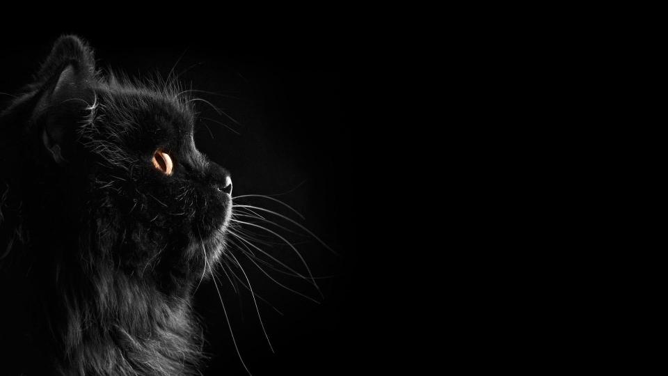 Download long-furred black cat black