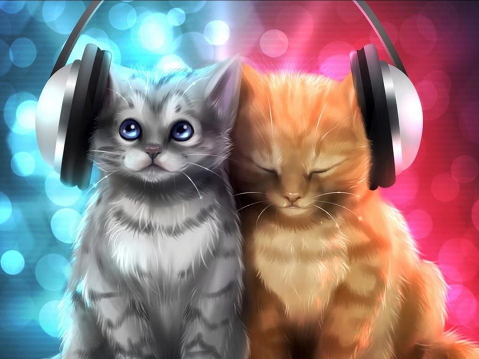 Download baby cat cats cute