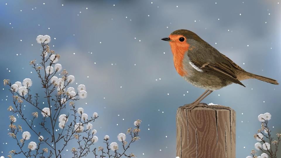 Download bird snowing winter artwork