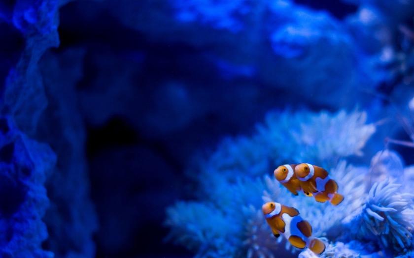 Download three clown fishes clownfish