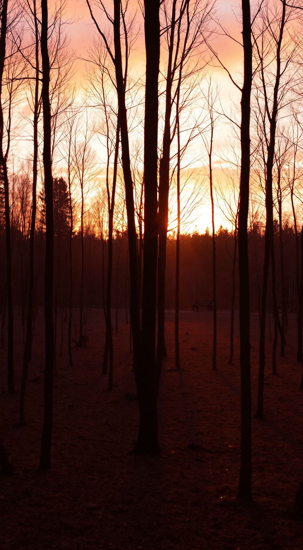 Download Minimalist Sunset Forest Orange