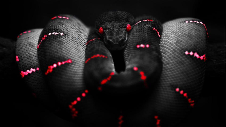 Download black and red python