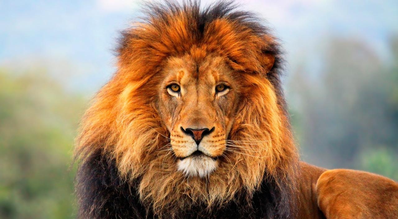 Download Lion brown lion Animals