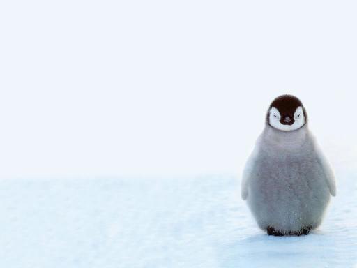 Download Cute Baby Penguins Animals