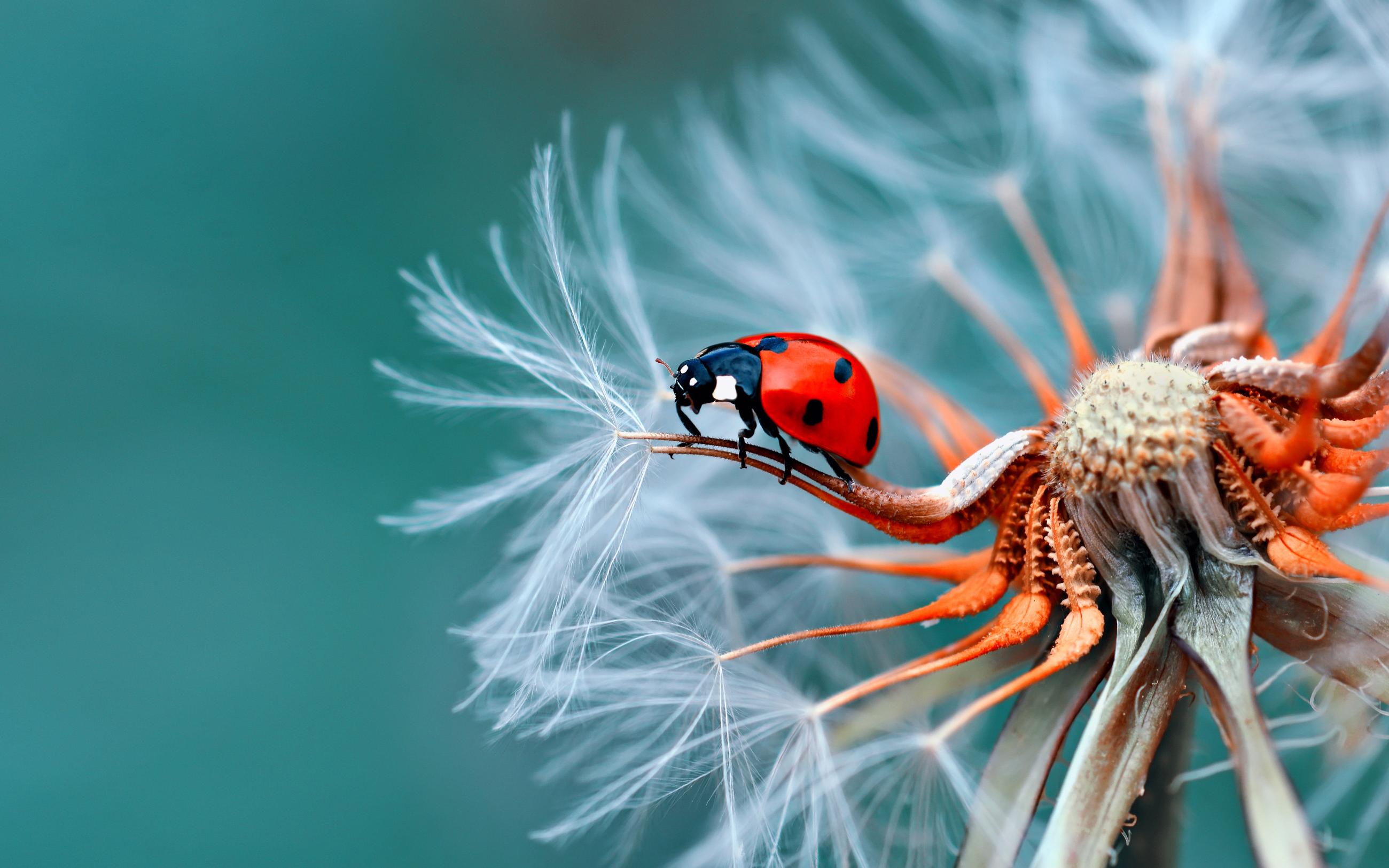 Download Insect Bubamara On Dandelion