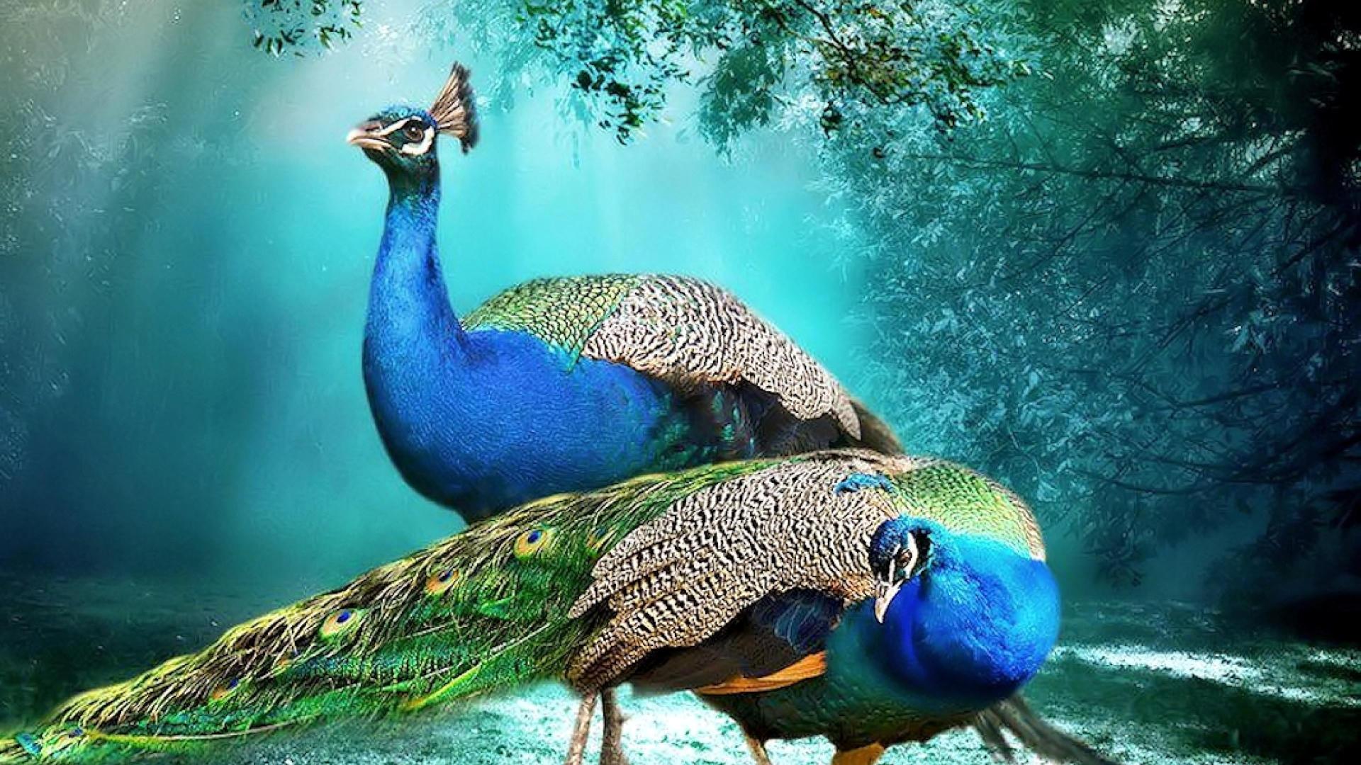 Download Beautiful Background Peacock Pair