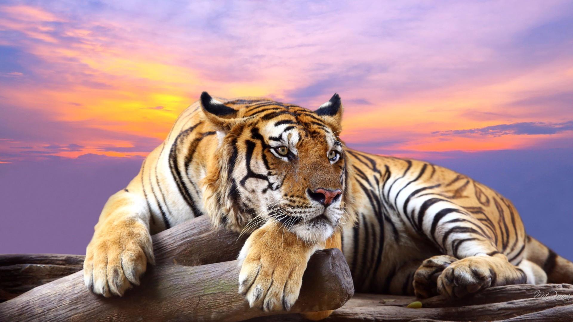 Download tiger feline big cat