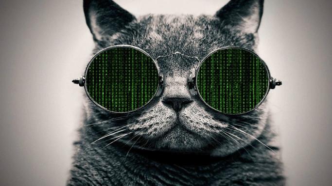 Download The Matrix glasses cat